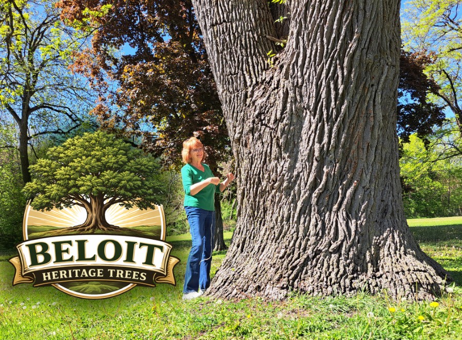 Searching For Our Region’s Oldest Trees